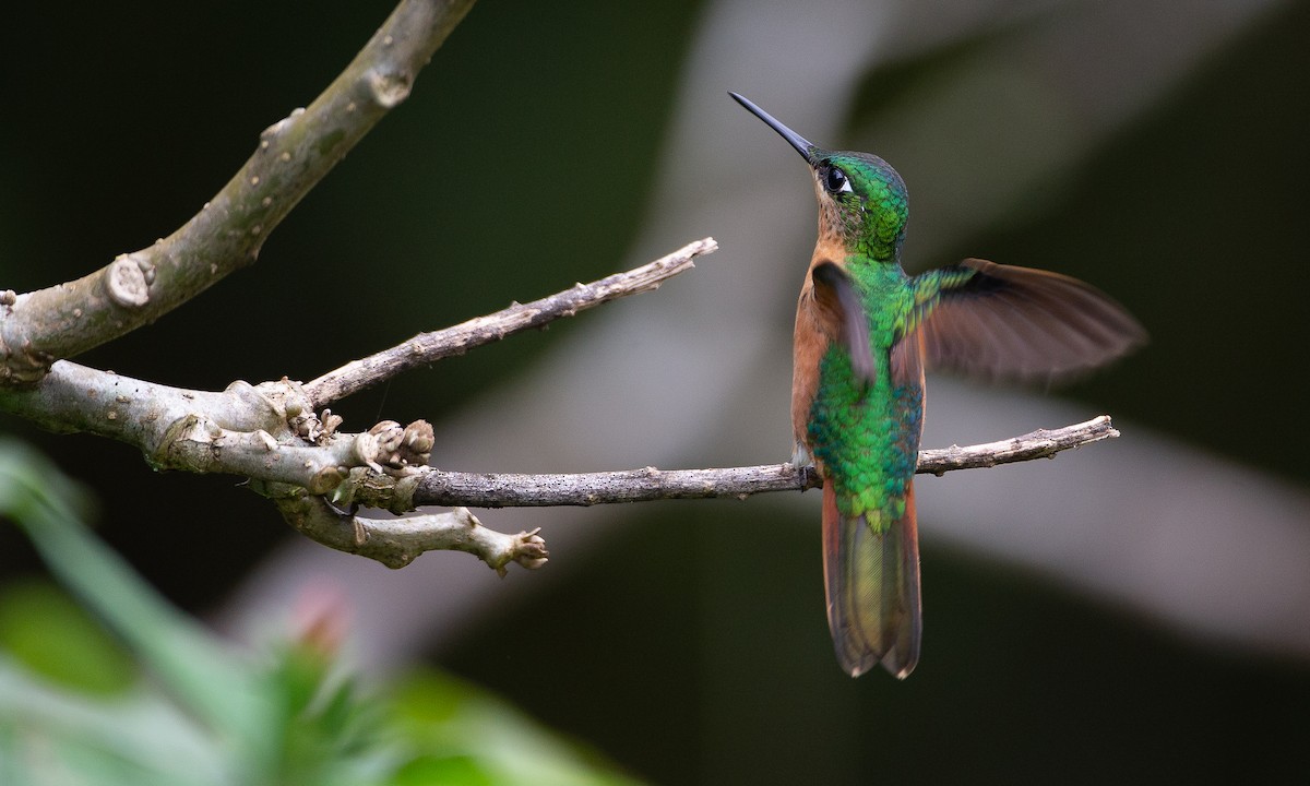 Colibri rubis-émeraude - ML620588360