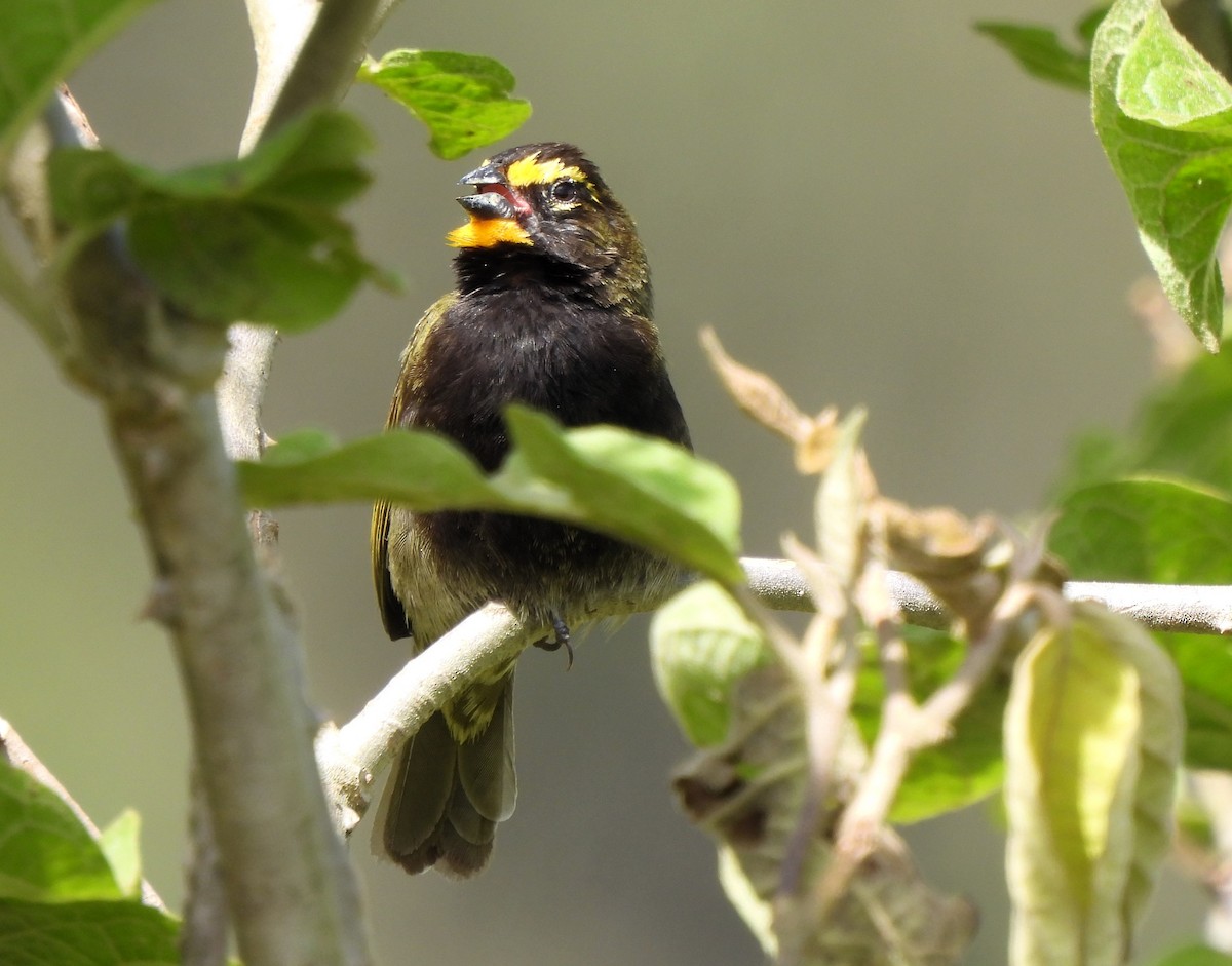 Yellow-faced Grassquit - ML620588363