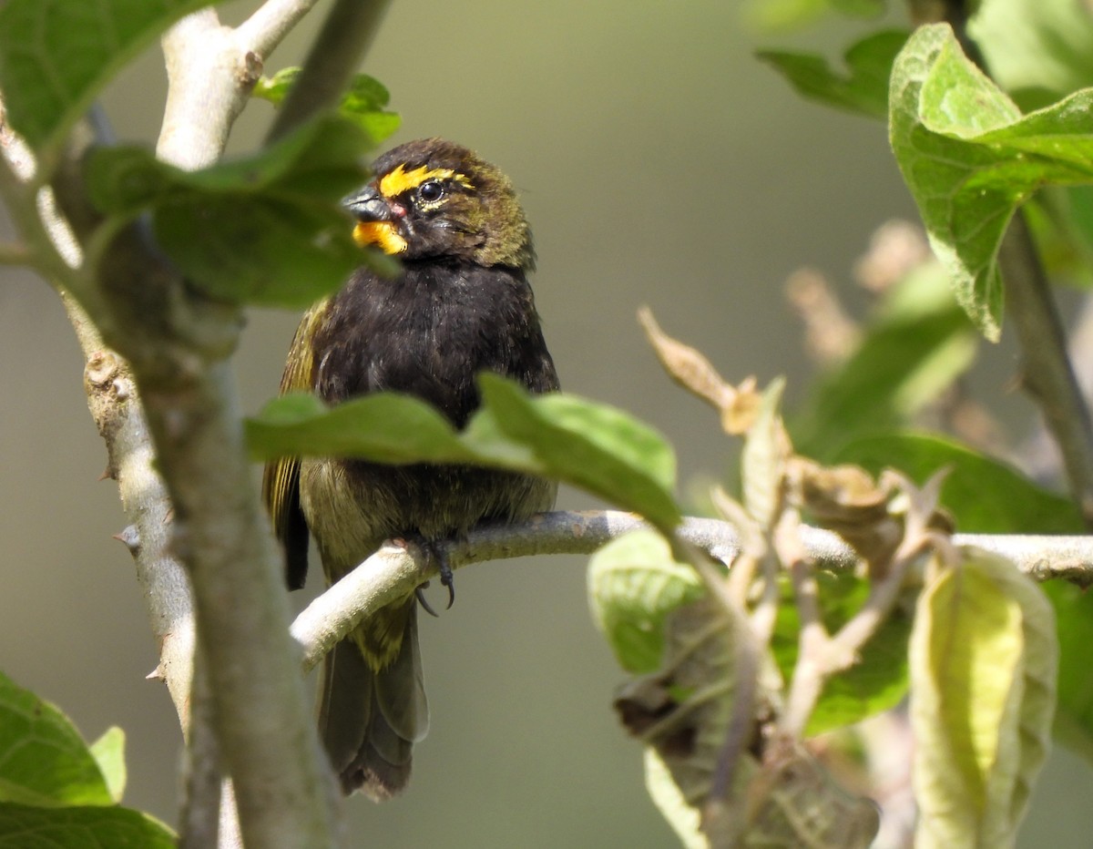 Yellow-faced Grassquit - ML620588364