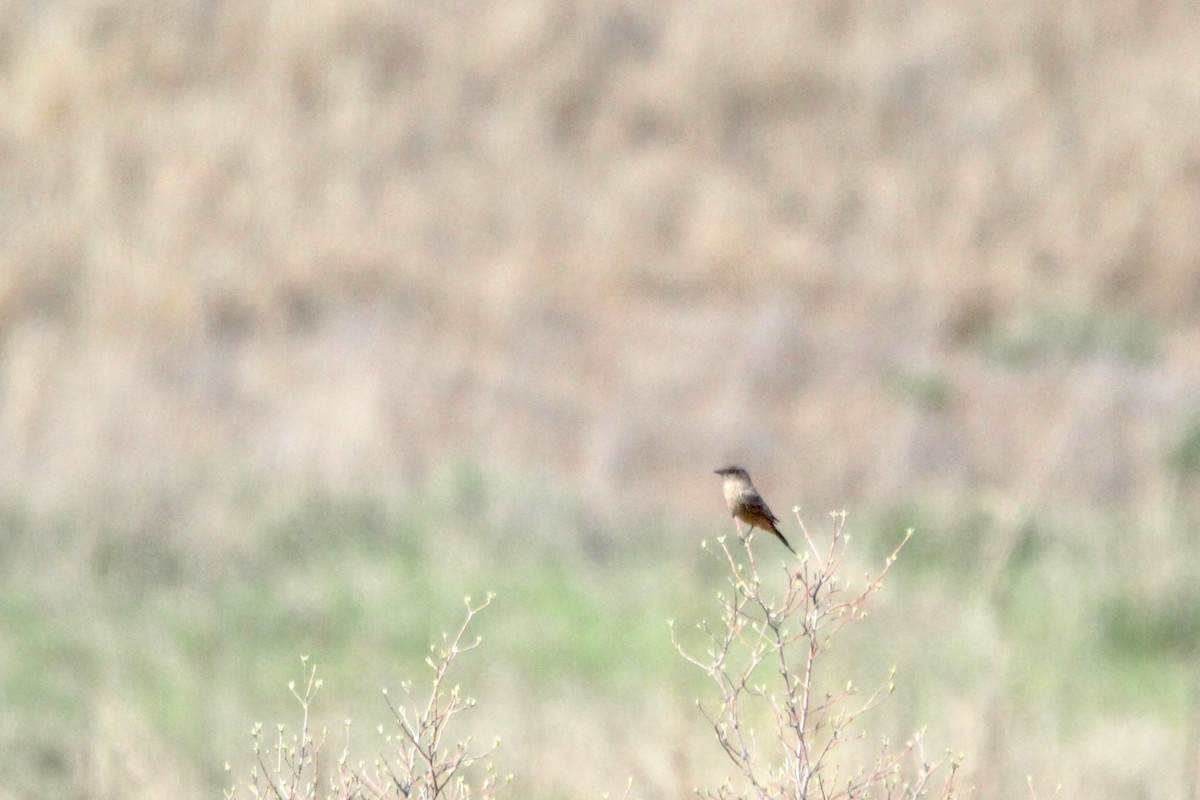 Say's Phoebe - ML620588373