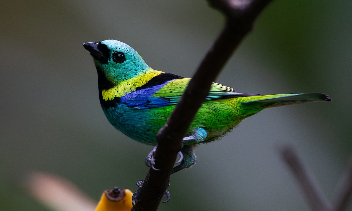 Green-headed Tanager - ML620588381