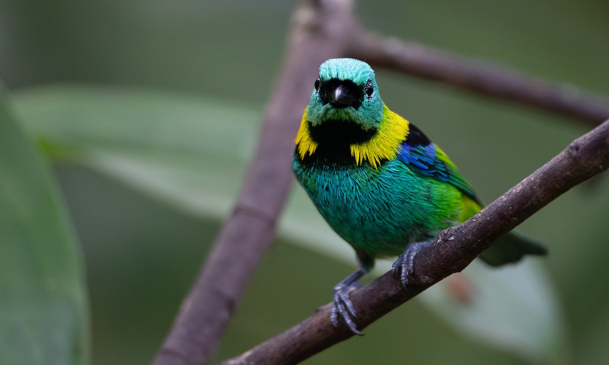 Green-headed Tanager - ML620588382