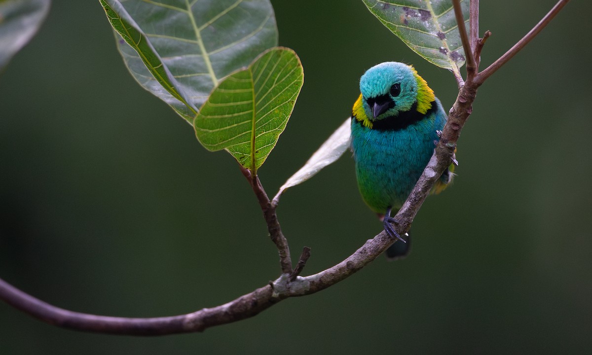 Green-headed Tanager - ML620588383