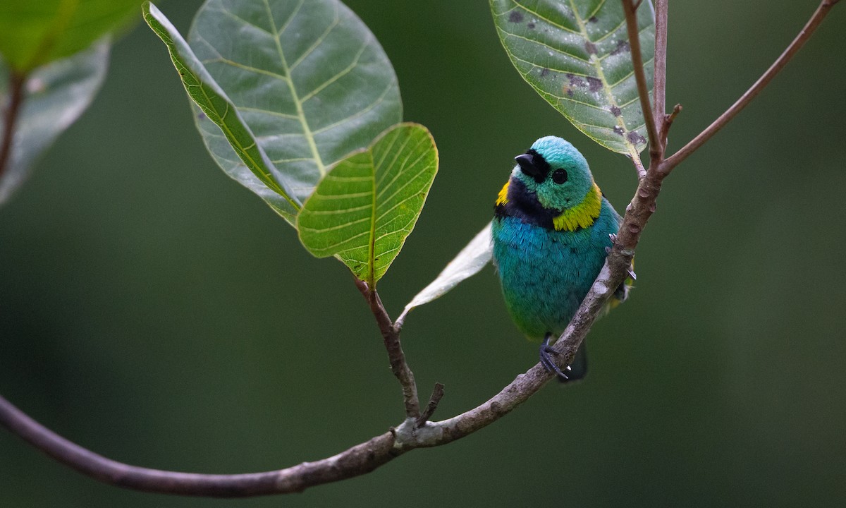 Green-headed Tanager - ML620588384