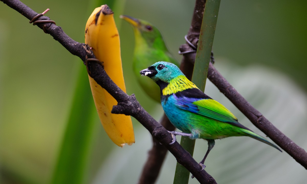 Green-headed Tanager - ML620588385