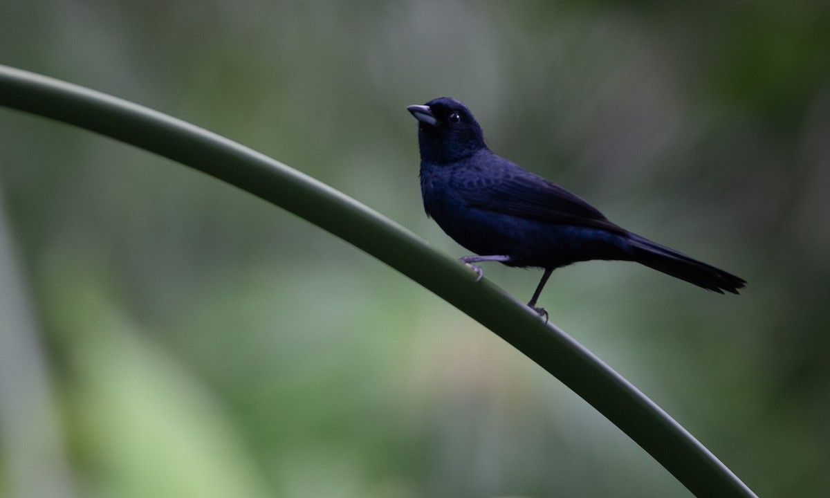 Ruby-crowned Tanager - ML620588392