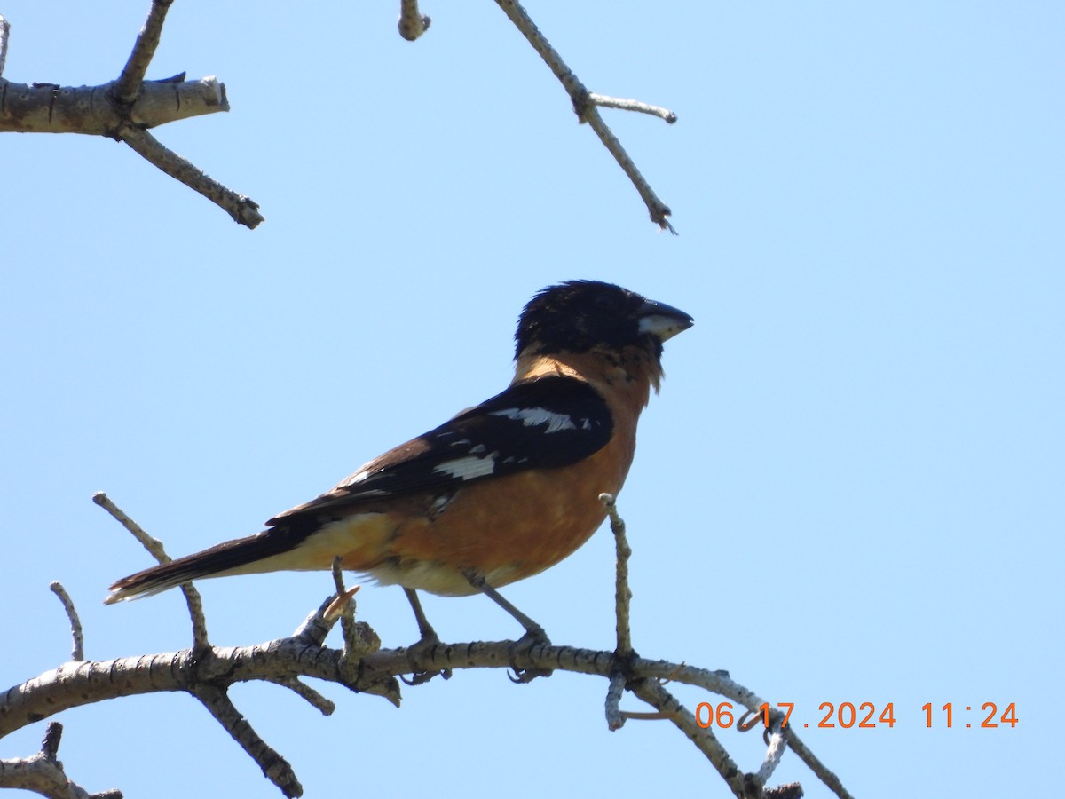 Black-headed Grosbeak - ML620588393