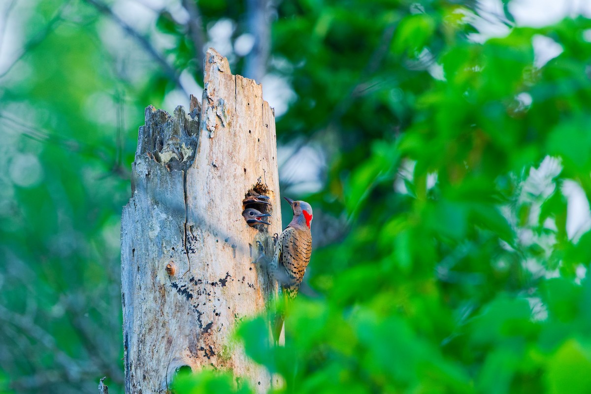 Northern Flicker - ML620588404