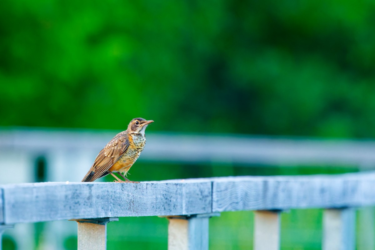 American Robin - Darry W.