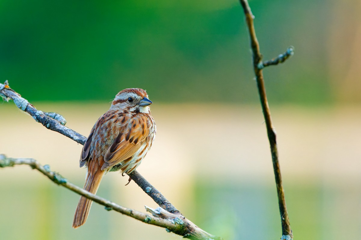 Song Sparrow - Darry W.