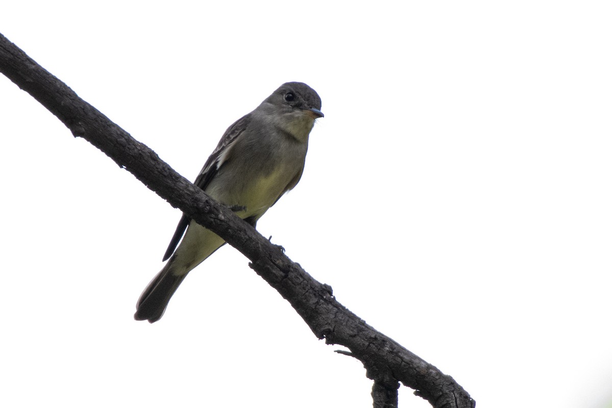 Western Wood-Pewee - ML620588410