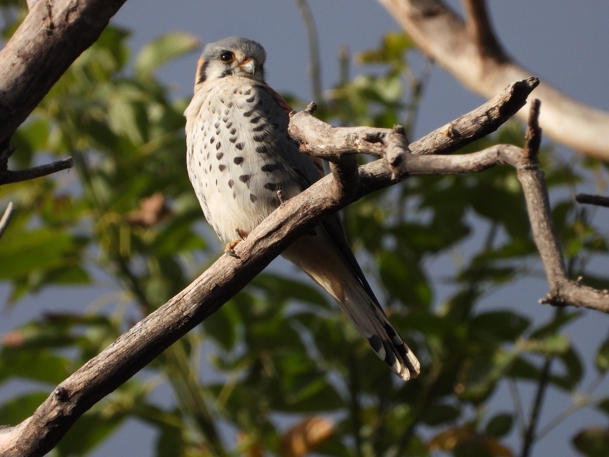 American Kestrel - ML620588418