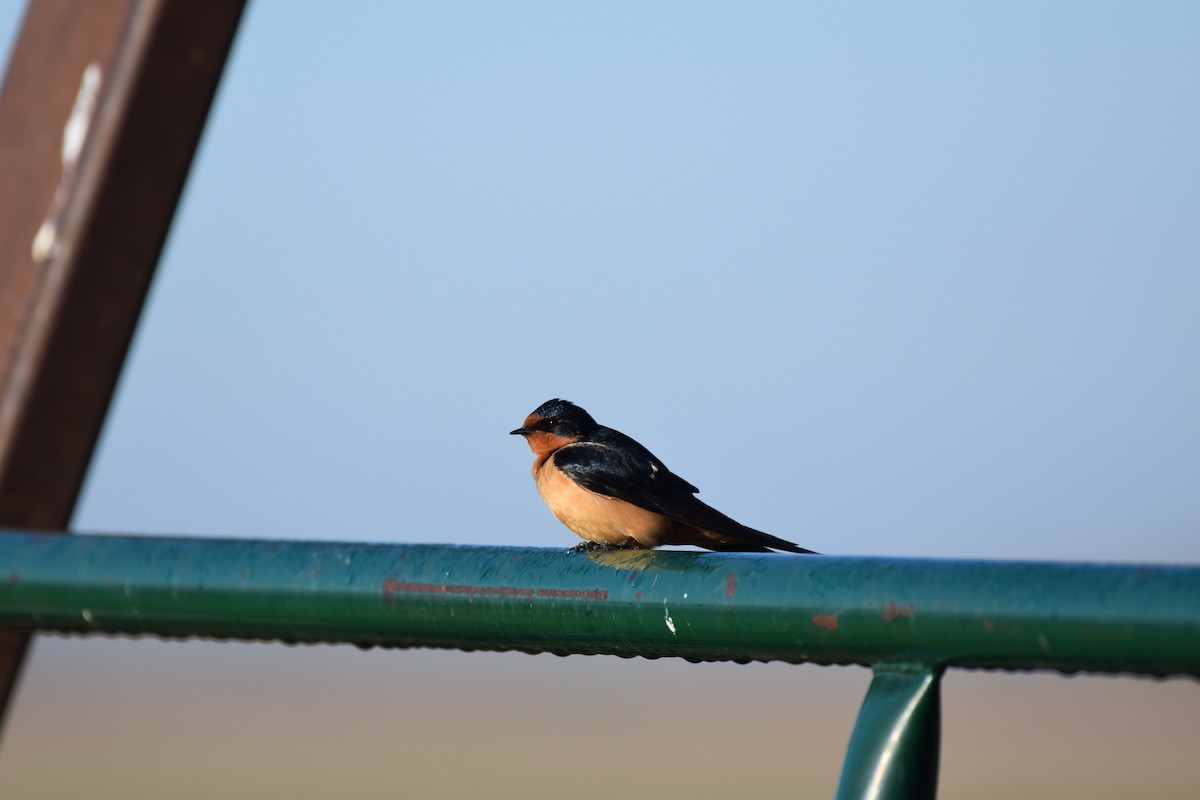 Barn Swallow - ML620588425