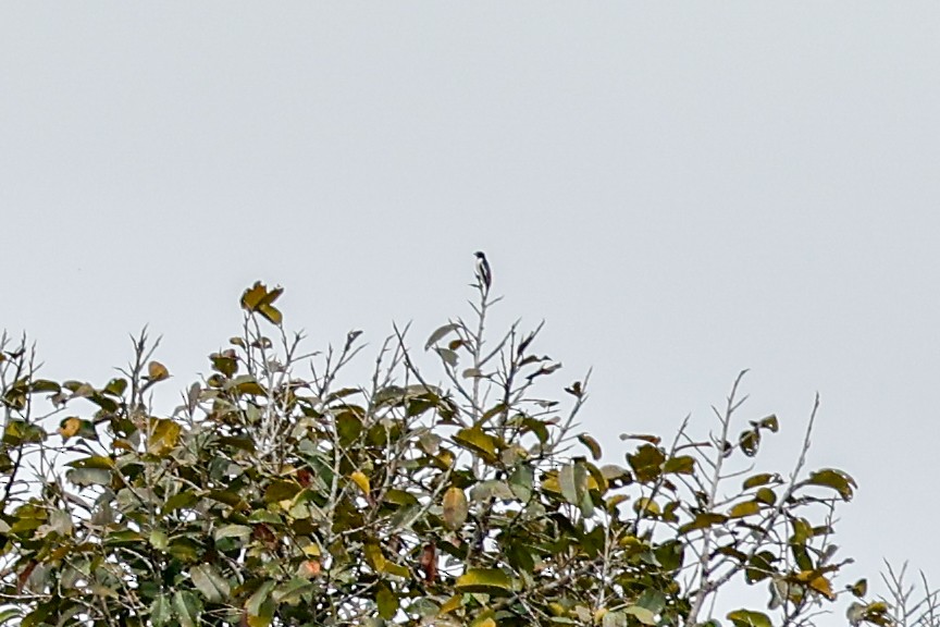 Cotinga Gorjimorado - ML620588430