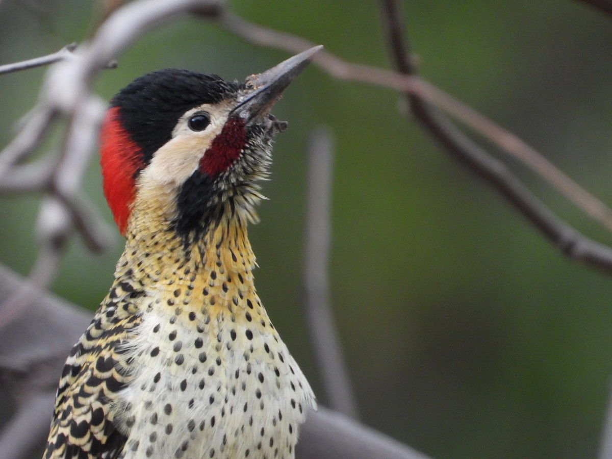 Green-barred Woodpecker - ML620588436