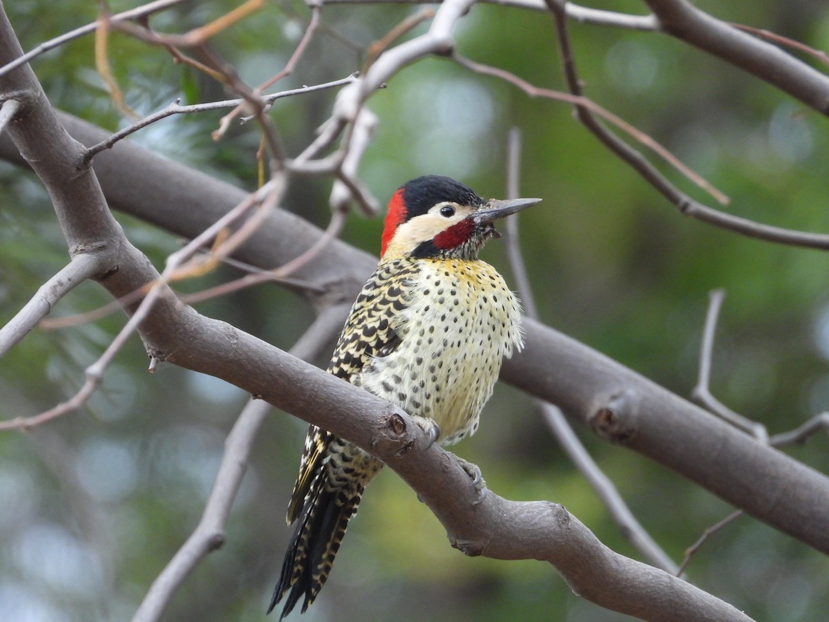 Green-barred Woodpecker - ML620588437
