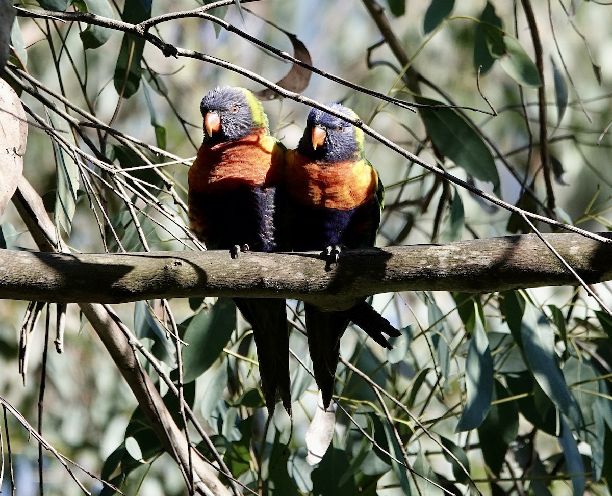 Rainbow Lorikeet - ML620588438