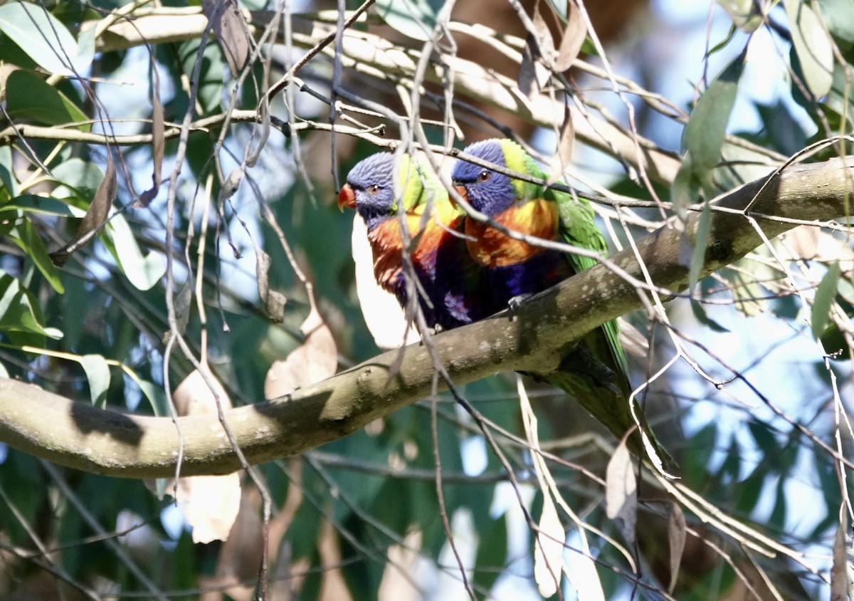 Rainbow Lorikeet - ML620588439