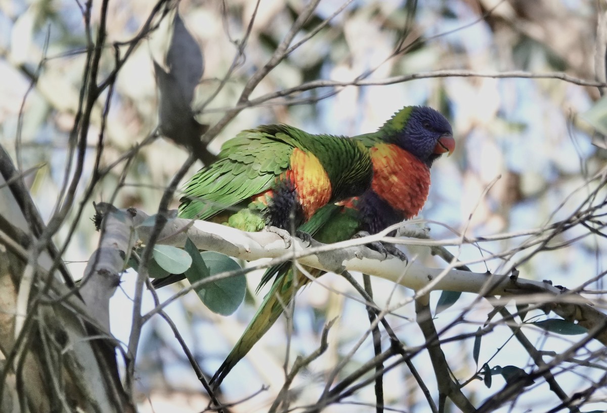 Rainbow Lorikeet - ML620588440