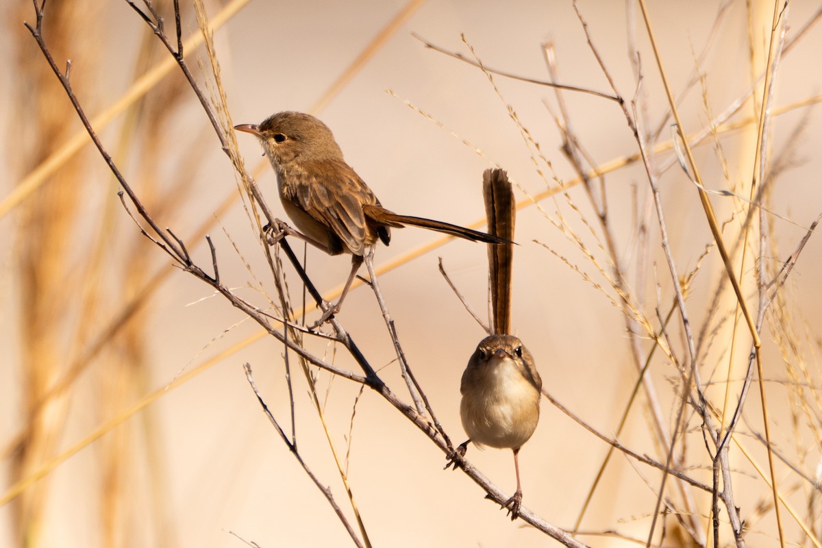 Red-backed Fairywren - ML620588442