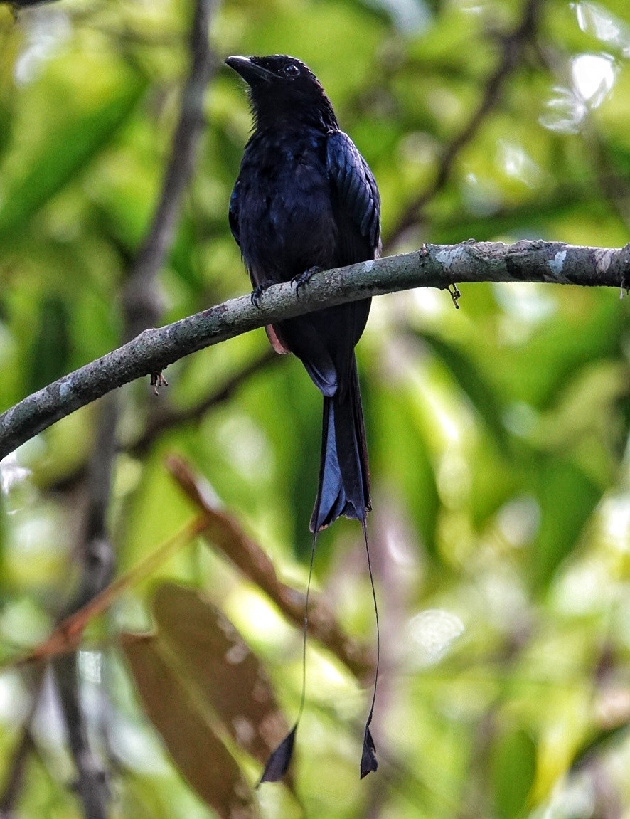 Greater Racket-tailed Drongo - ML620588443