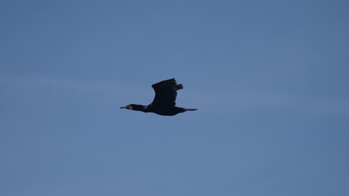 Great Cormorant - Tianshuo Wang