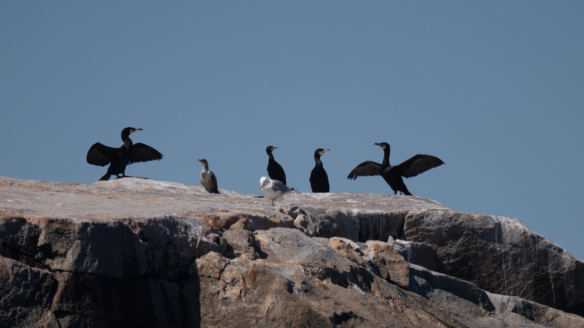 Great Cormorant - ML620588445