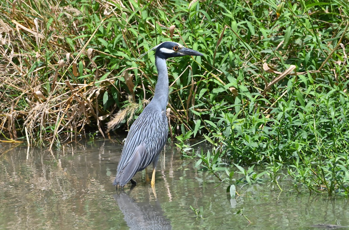 Yellow-crowned Night Heron - ML620588446