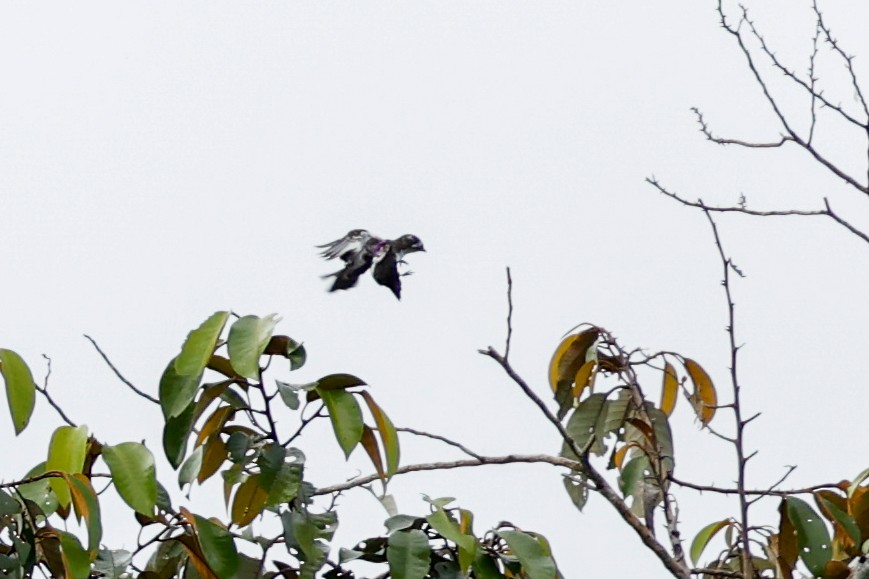 White-browed Purpletuft - ML620588448