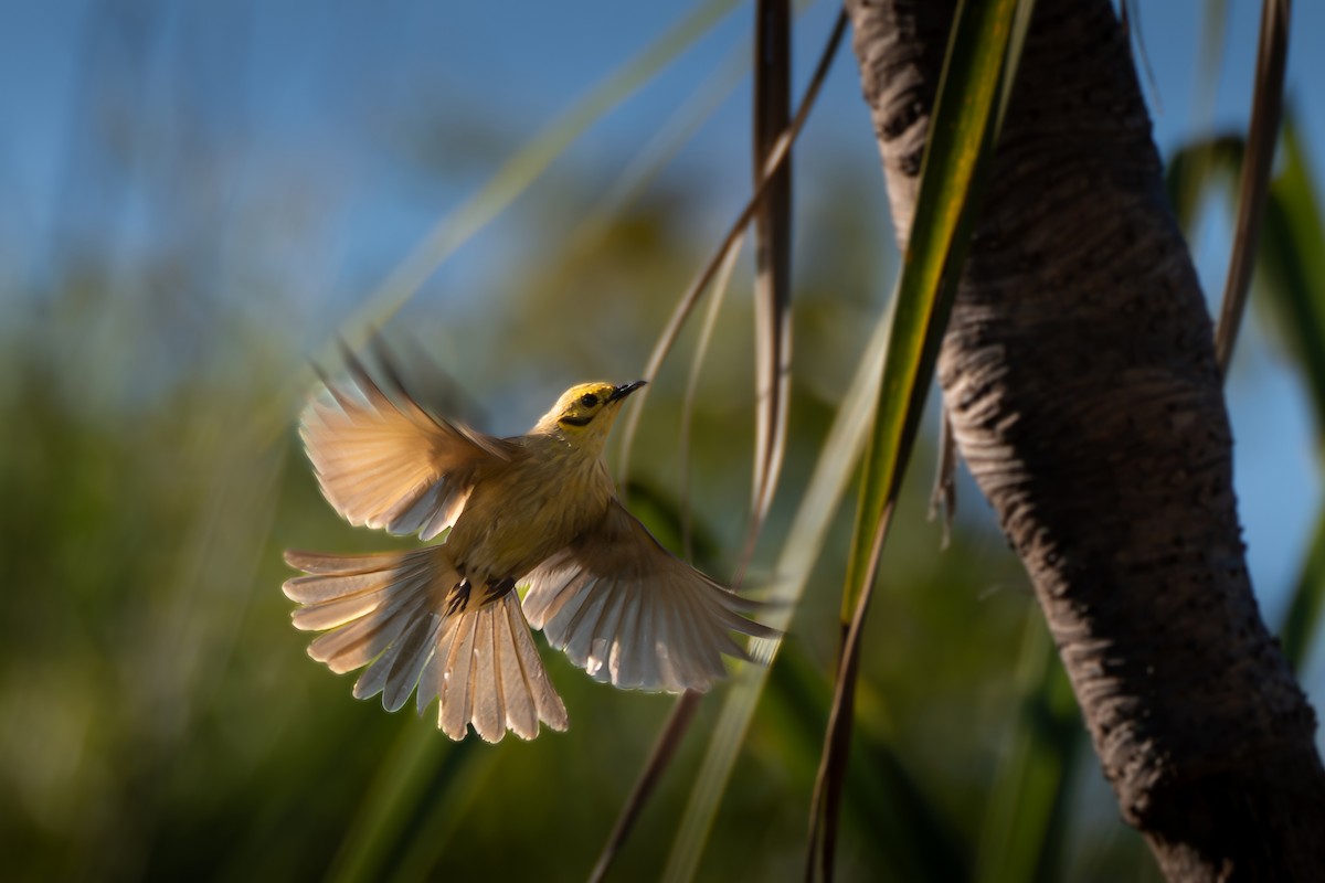 Yellow-tinted Honeyeater - ML620588454