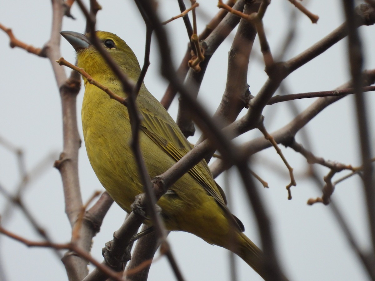 Hepatic Tanager - ML620588455