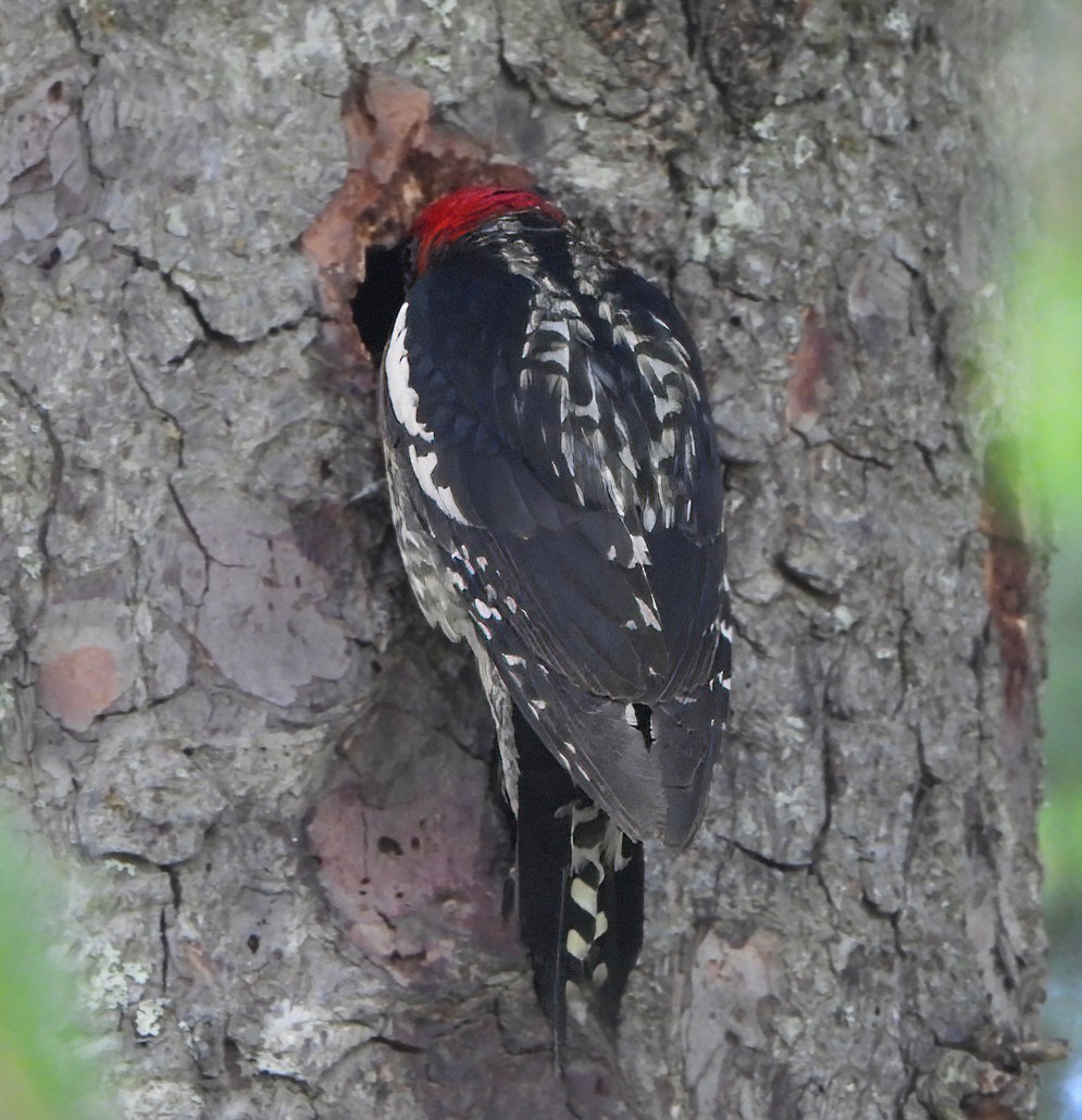 Red-breasted Sapsucker - ML620588458