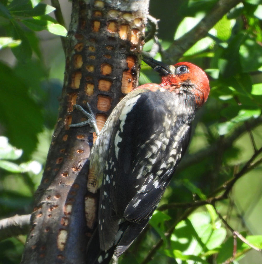 Red-breasted Sapsucker - ML620588461