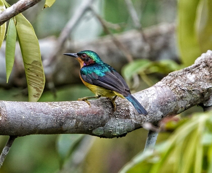 Ruby-cheeked Sunbird - Sebastian Kühn