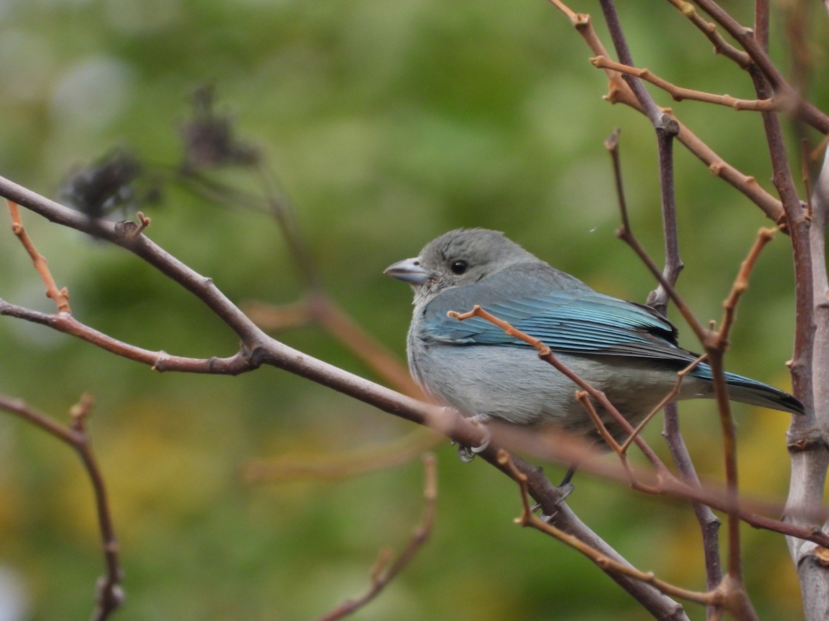 Sayaca Tanager - ML620588464