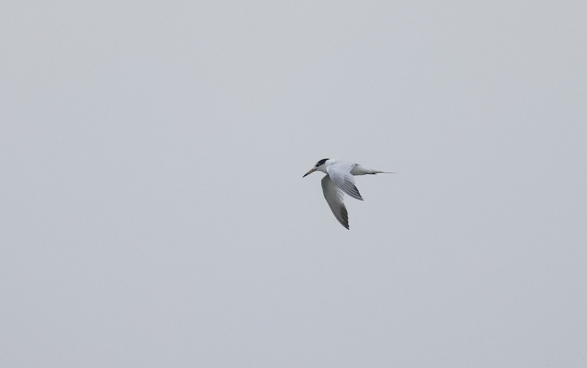 Chinese Crested Tern - ML620588468