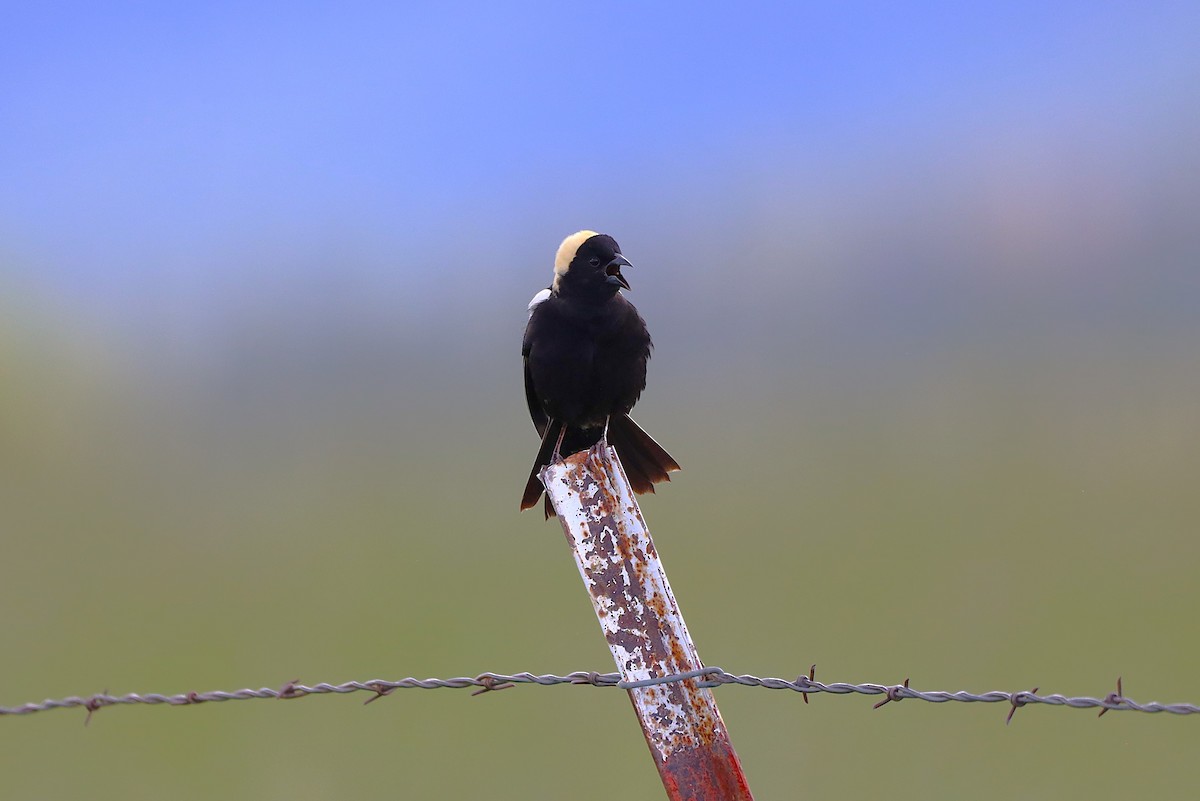 bobolink americký - ML620588469