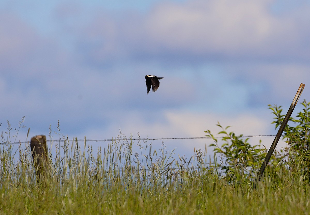 bobolink americký - ML620588470