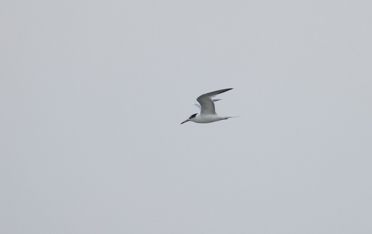 Chinese Crested Tern - ML620588471