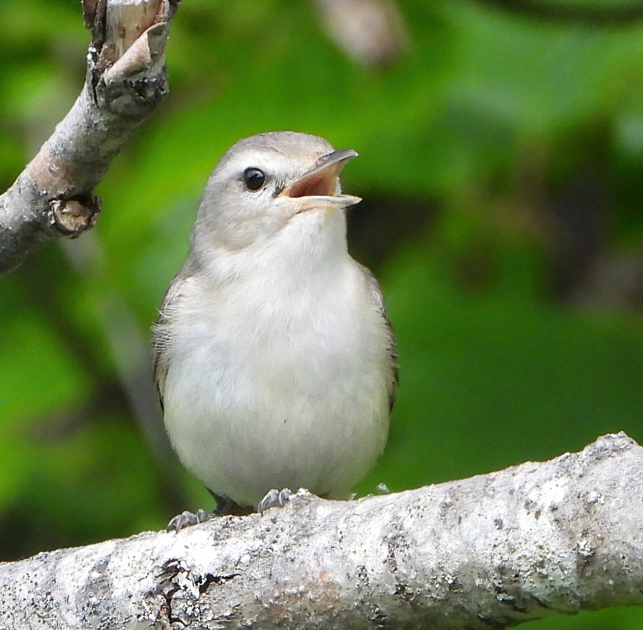 Warbling Vireo - ML620588472