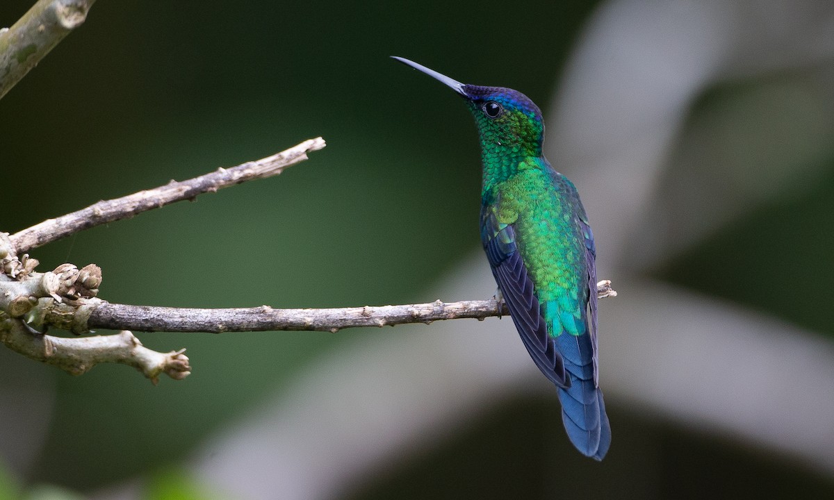 kolibřík fialovotemenný - ML620588476