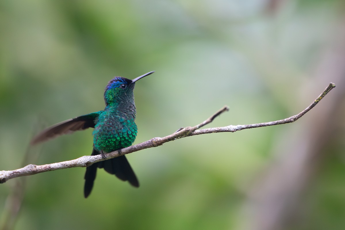 kolibřík fialovotemenný - ML620588477
