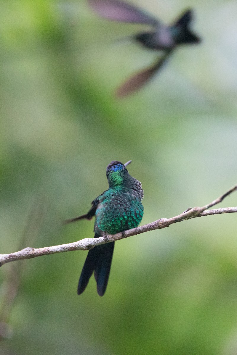 kolibřík fialovotemenný - ML620588478