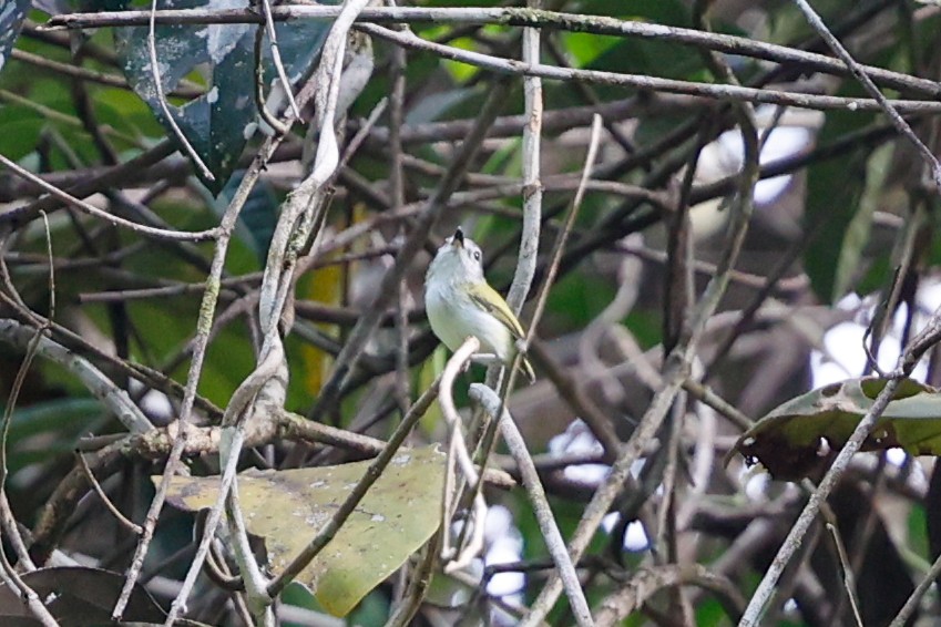 Short-tailed Pygmy-Tyrant - Tom Feild