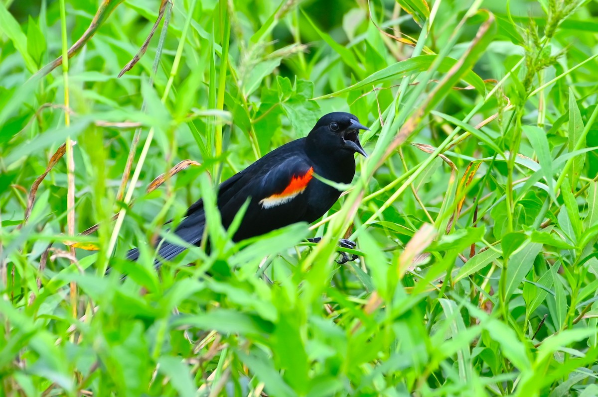 Red-winged Blackbird - ML620588487