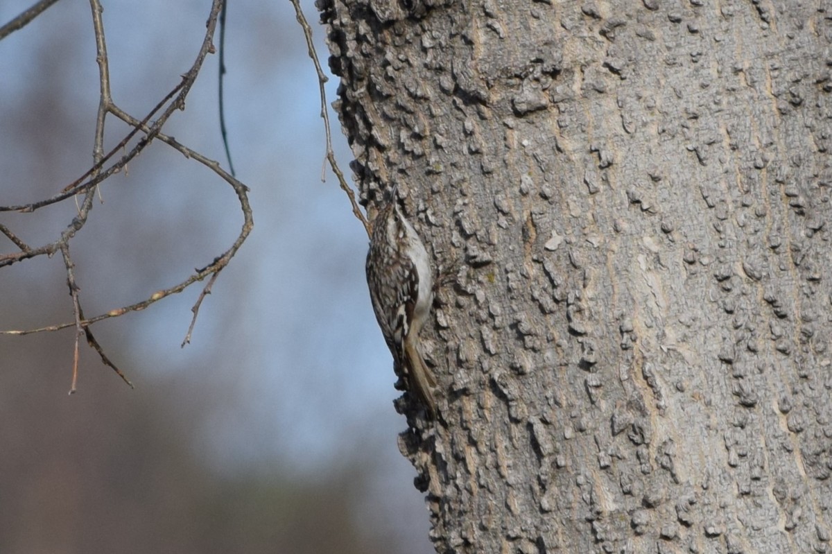 Brown Creeper - Pete Fehr