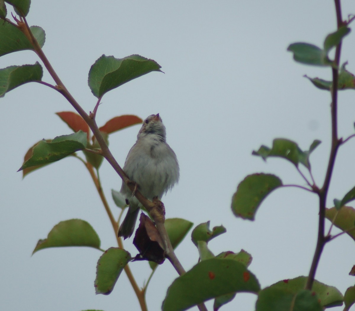 Clay-colored Sparrow - Keith Leonard