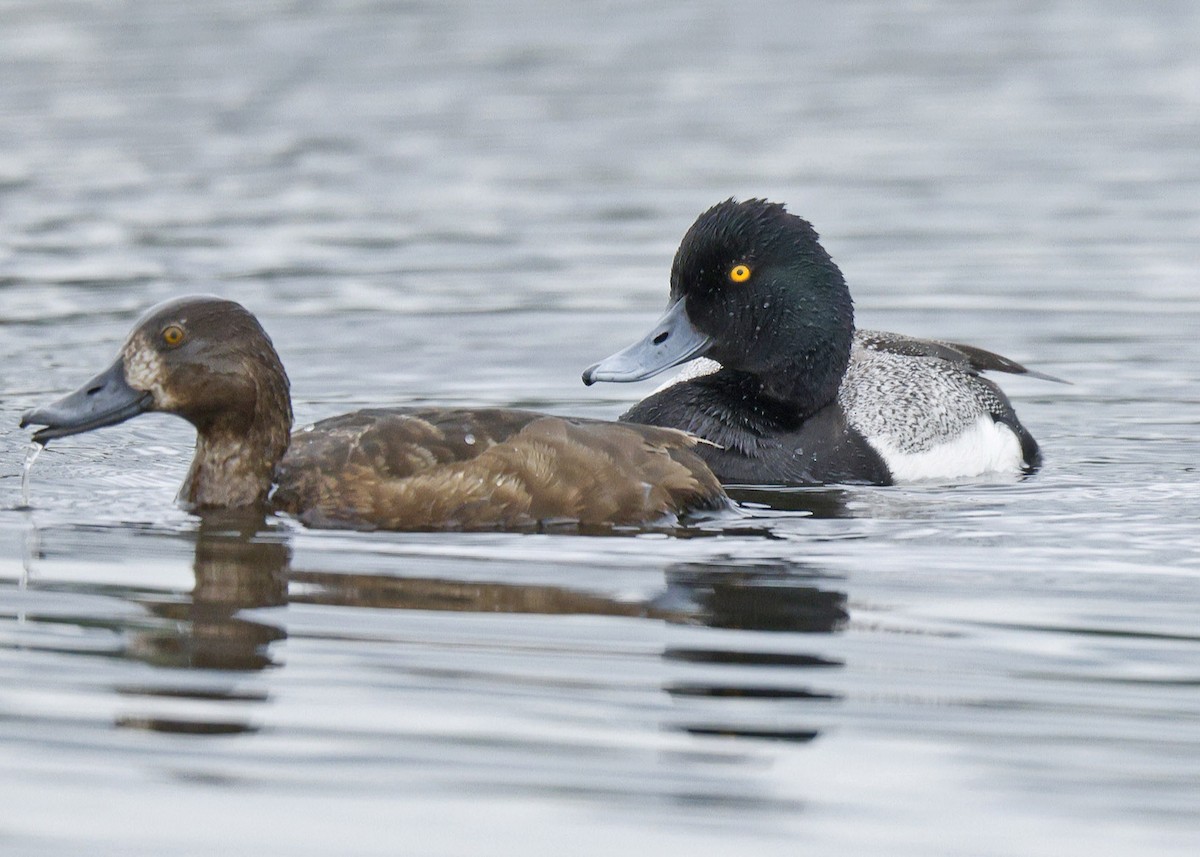 Greater Scaup - ML620588517