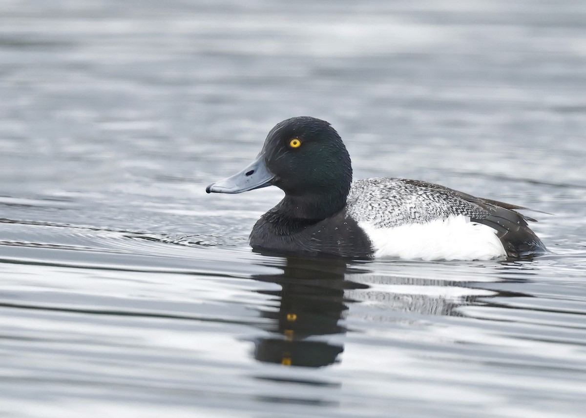 Greater Scaup - ML620588518