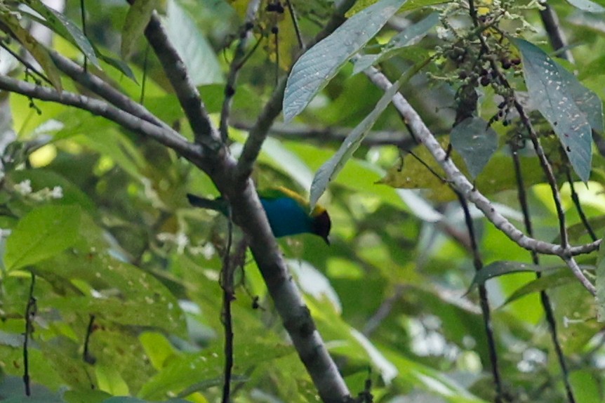 Bay-headed Tanager (Bay-and-blue) - ML620588520